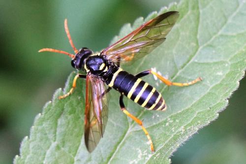 Réf. 222 973 : Tenthredo scrophulariae